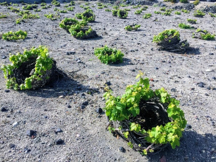 Private Group Visit to Akrotiri & 3 Wineries with Tastings - Three wineries: the point isn’t just drinking, it’s contrast