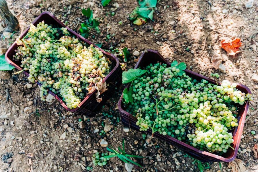 Santorini: Greek Cooking Class with Wine Tasting - Getting picked up, staying cool, and not stressing the schedule
