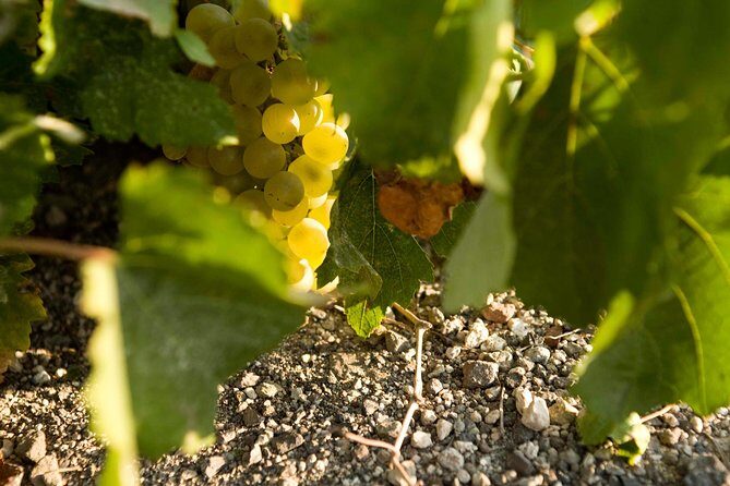 Santorini Private Wine and Food Tour - Two Tastings, Wine Caves, and the “Private Production” Advantage