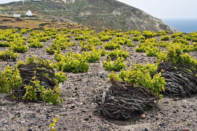Santorini Private Wine Tour - Stop 2: Art Space Art Gallery–Winery–Museum and BIO wine tastings