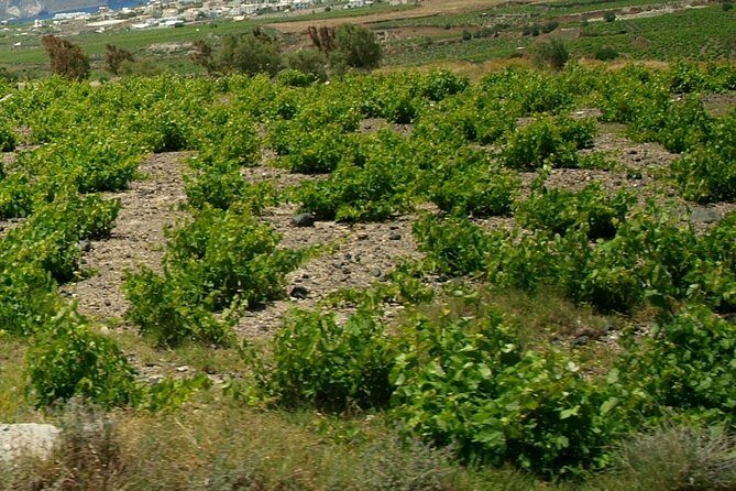 See Santorini in 4 hours - Tailor made tour!!! - Santo Wines and the Cliff-Side Terrace Experience